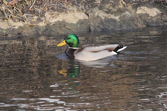 krzyżówka  - Brunon Kwasik