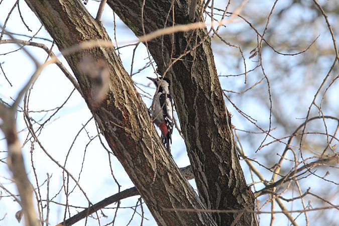 dzięcioł białoszyi  - Brunon Kwasik
