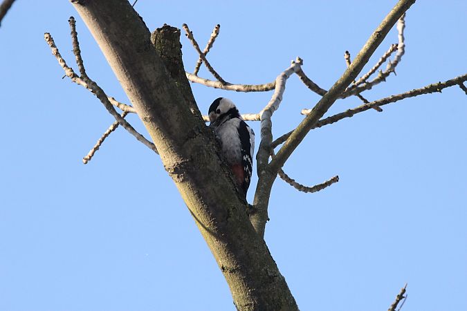 dzięcioł białoszyi  - Brunon Kwasik