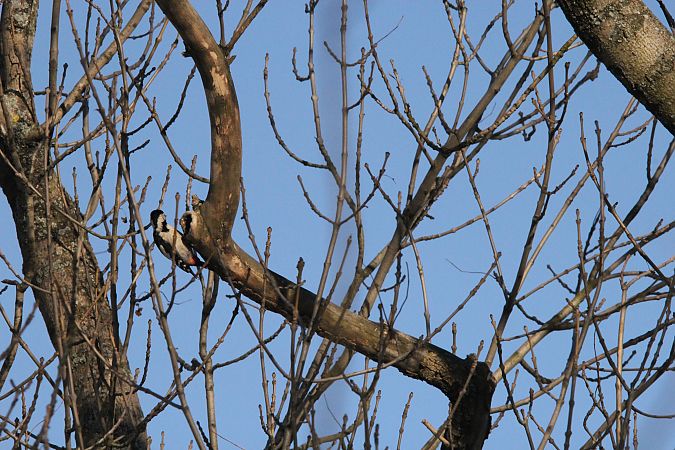 dzięcioł białoszyi  - Brunon Kwasik