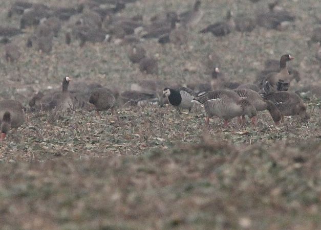 bernikla białolica  - Brunon Kwasik