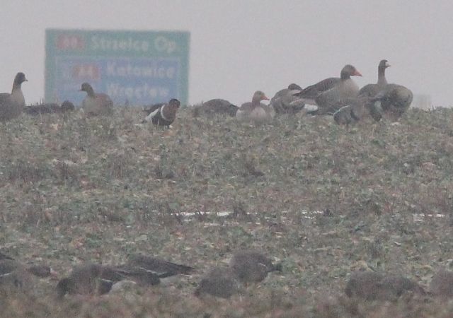 bernikla rdzawoszyja  - Brunon Kwasik