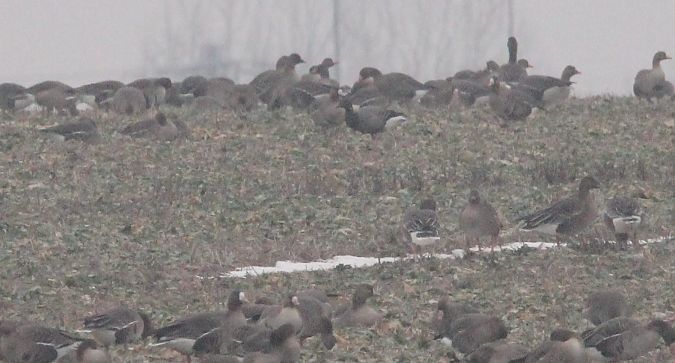 Ringelgans  - Brunon Kwasik