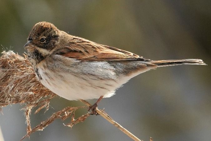 potrzos  - Wiktor Kroker