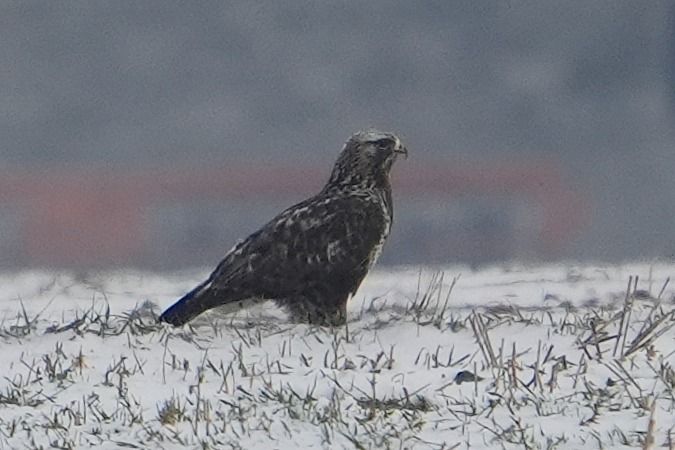 myszołów włochaty  - Wiktor Kroker