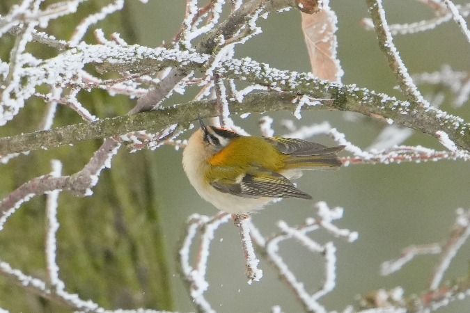 zniczek  - Wiktor Kroker