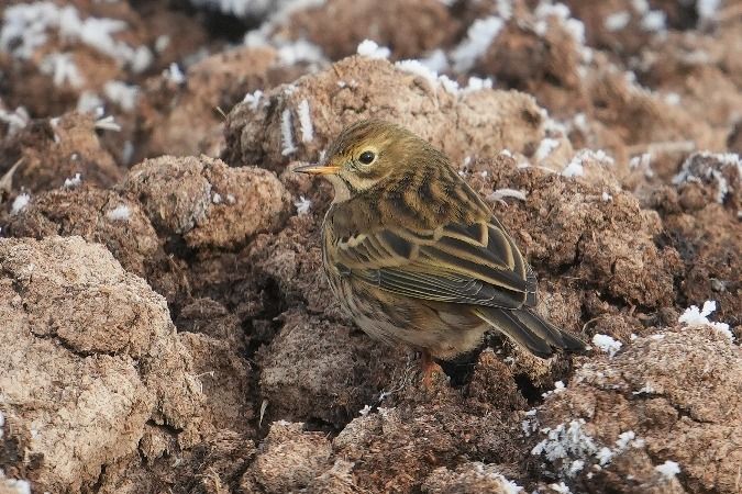 świergotek łąkowy  - Wiktor Kroker