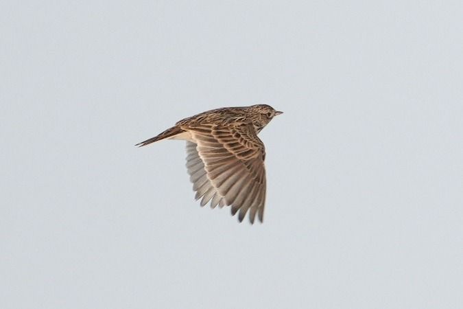 skowronek  - Wiktor Kroker