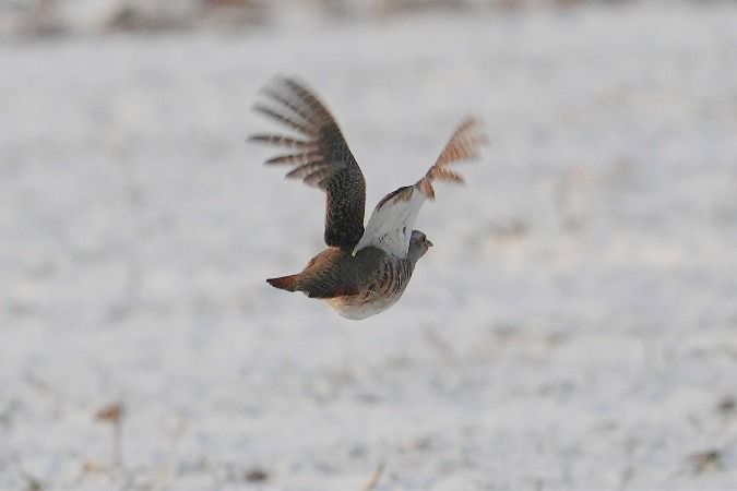 kuropatwa  - Wiktor Kroker