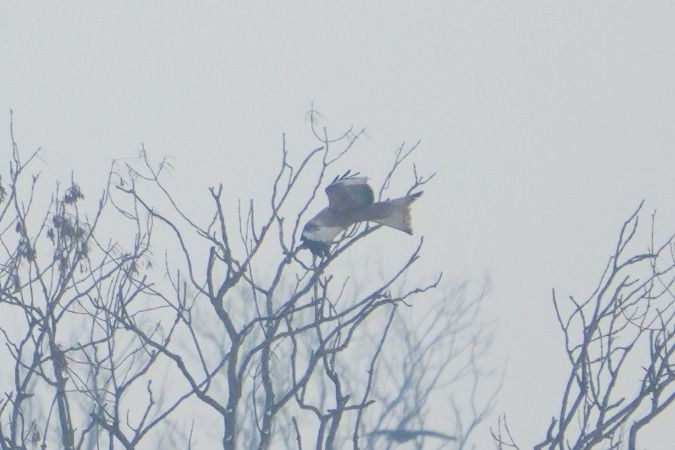 Rotmilan  - Wiktor Kroker