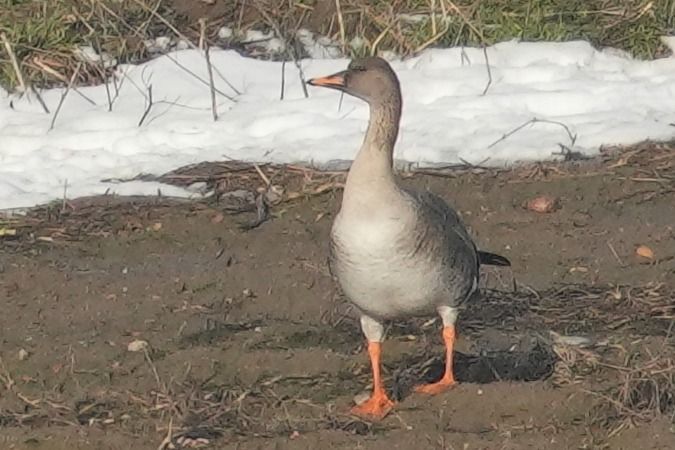 gęś zbożowa  - Wiktor Kroker