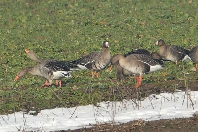 Waldsaatgans  - Wiktor Kroker
