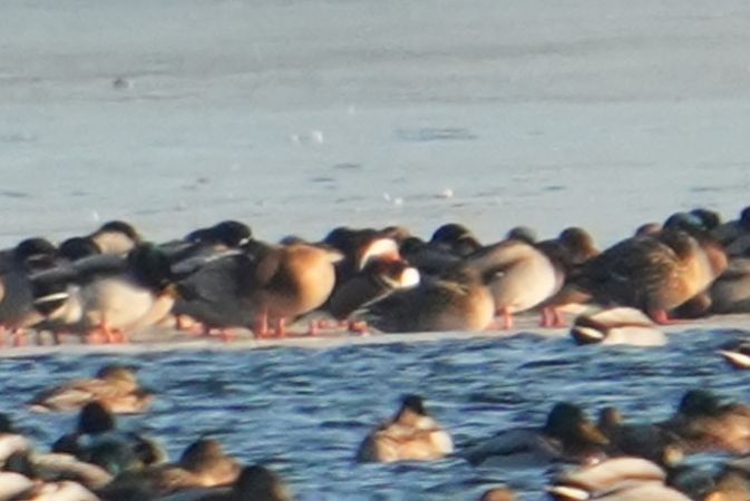 mandarynka  - Wiktor Kroker