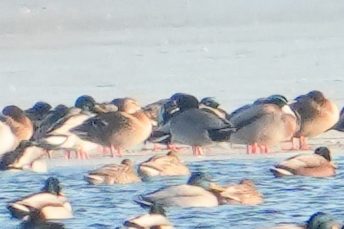 krzyżówka x krakwa  - Wiktor Kroker