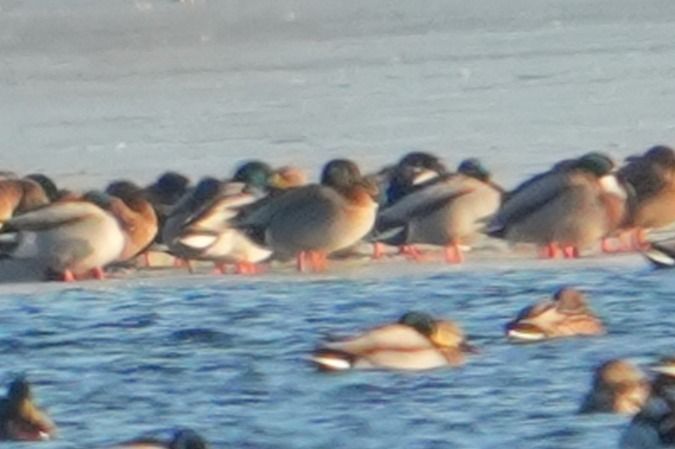 krzyżówka x krakwa  - Wiktor Kroker