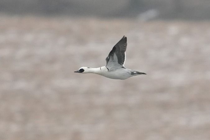 bielaczek  - Wiktor Kroker