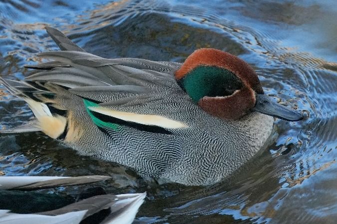 cyraneczka  - Wiktor Kroker