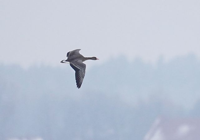 gęś białoczelna  - Grzegorz Grygoruk
