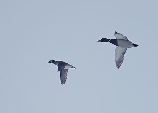 lodówka  - Grzegorz Grygoruk