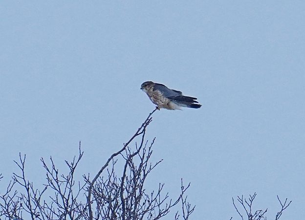 drzemlik  - Grzegorz Grygoruk