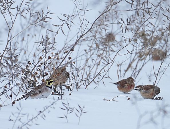 górniczek  - Grzegorz Grygoruk