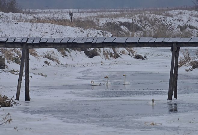 łabędź krzykliwy  - Grzegorz Grygoruk