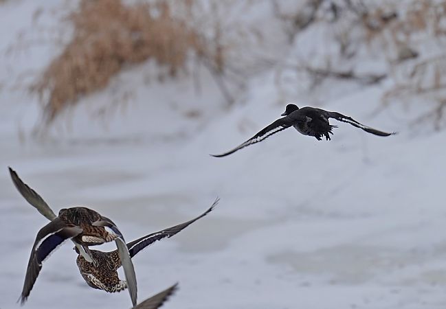 czernica  - Grzegorz Grygoruk