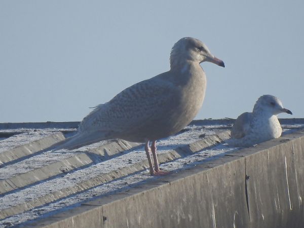 mewa blada  - Hanna Lisiecka