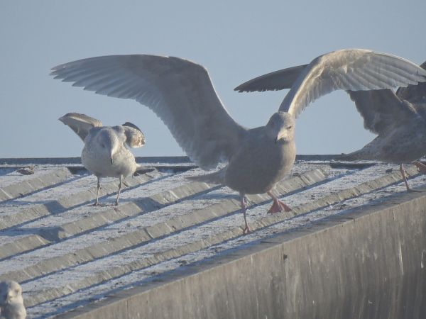 mewa blada  - Hanna Lisiecka