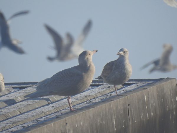 mewa blada  - Hanna Lisiecka