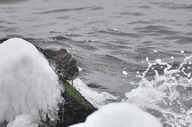 biegus morski  - Hanna Lisiecka