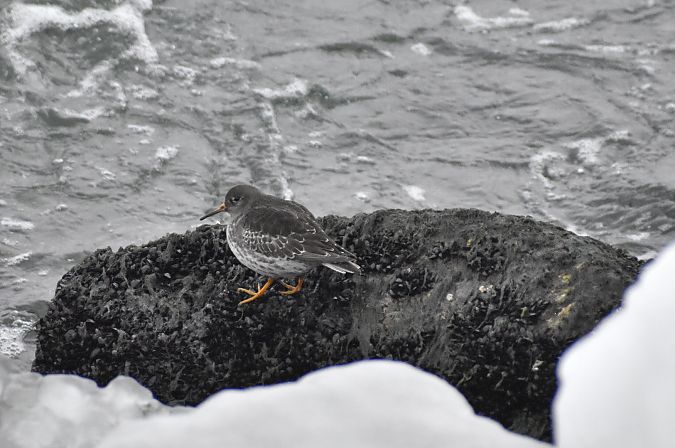 Meerstrandläufer  - Hanna Lisiecka