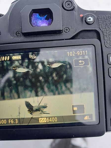 górniczek  - Mariusz Majewski