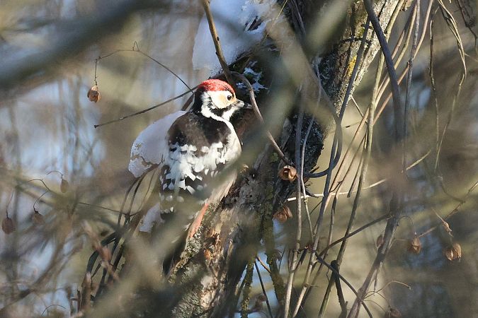 Weissrückenspecht  - Łukasz Krajewski