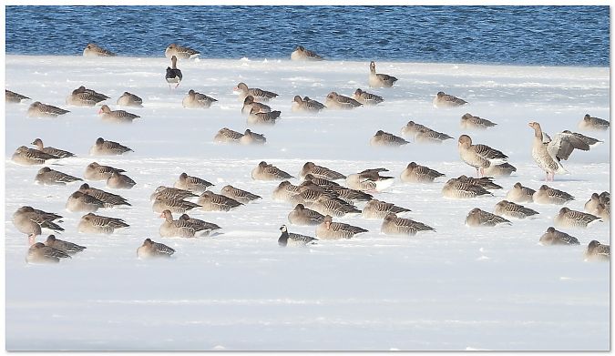 bernikla białolica  - Piotr Gajewski