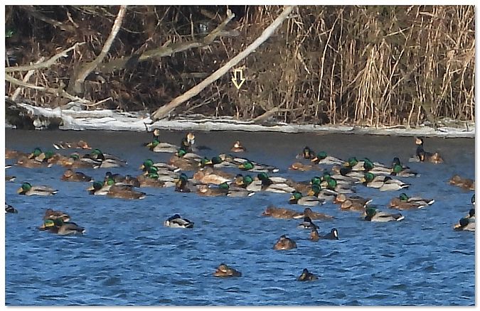 hełmiatka  - Piotr Gajewski