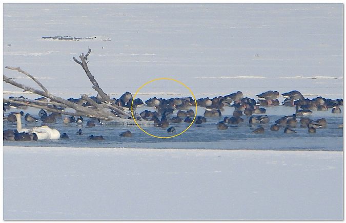 gęś mała  - Piotr Gajewski