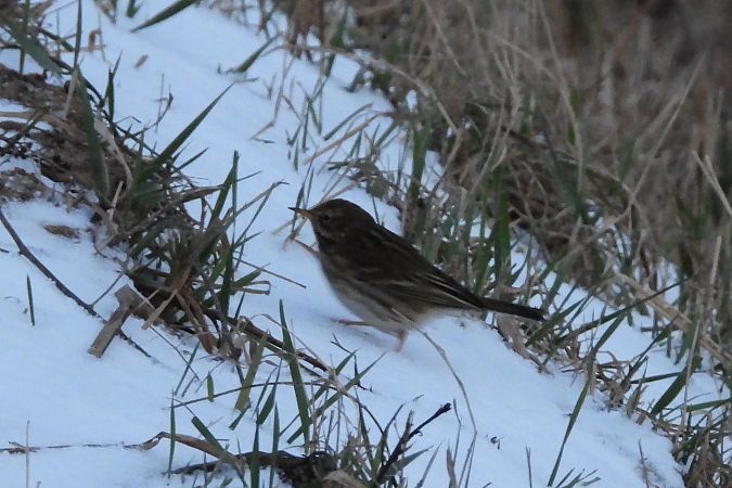 Wiesenpieper  - Justyna Krawczyk