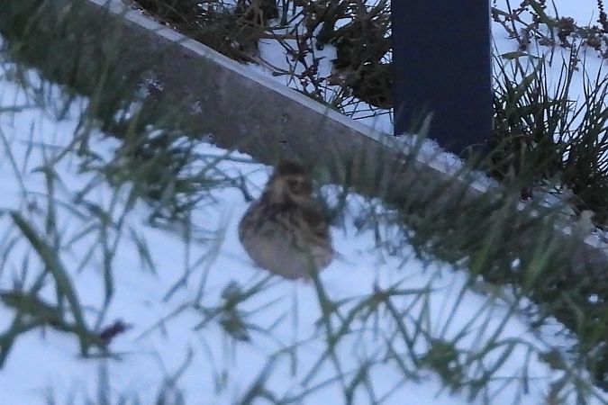 świergotek łąkowy  - Justyna Krawczyk