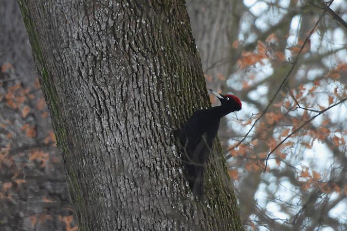 dzięcioł czarny  - Justyna Krawczyk