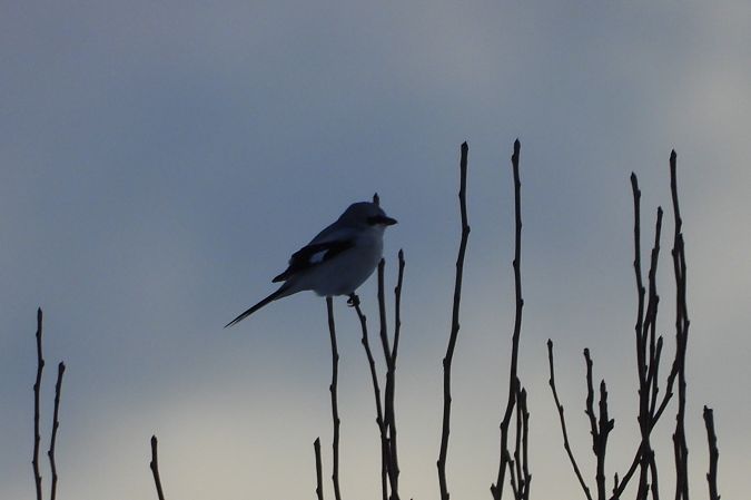 srokosz  - Justyna Krawczyk