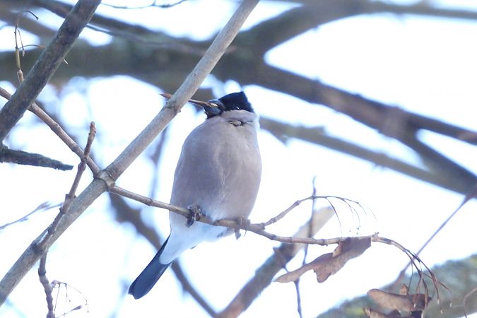 gil  - Justyna Krawczyk