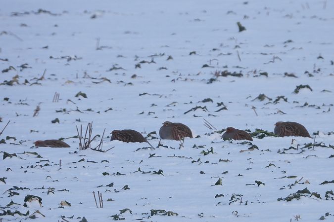 kuropatwa  - Justyna Krawczyk