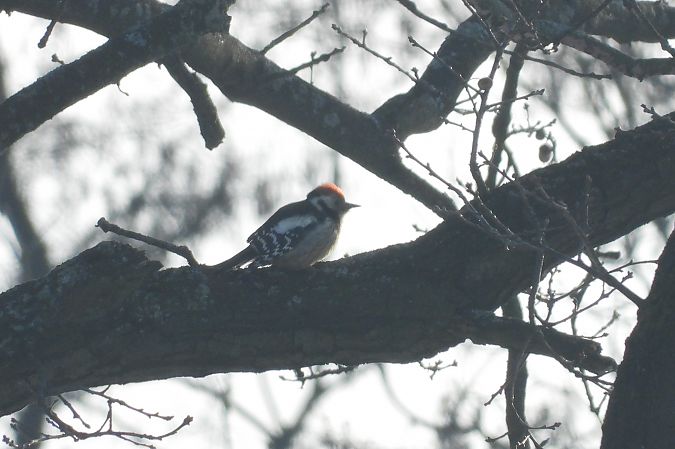 dzięcioł średni  - Justyna Krawczyk