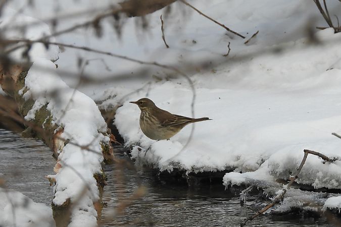 Pipit spioncelle  - Justyna Krawczyk