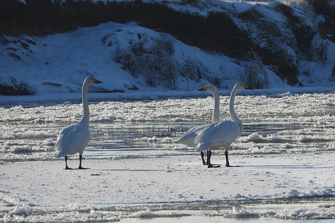 Singschwan  - Justyna Krawczyk