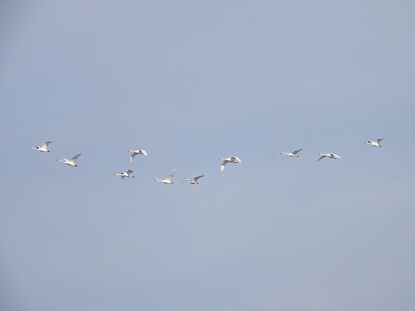 łabędź niemy  - Justyna Krawczyk