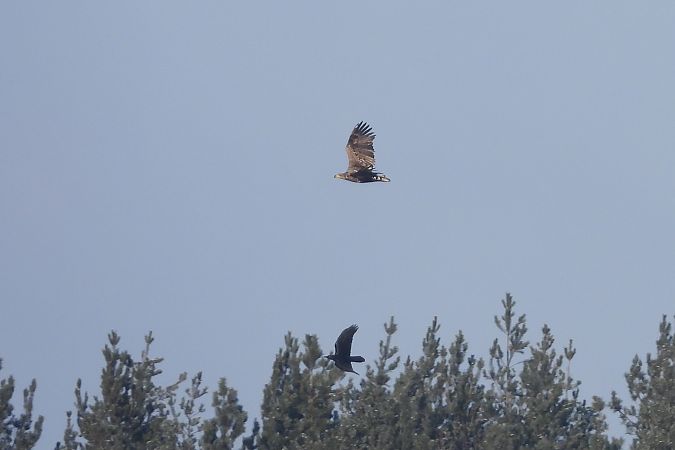 bielik  - Justyna Krawczyk