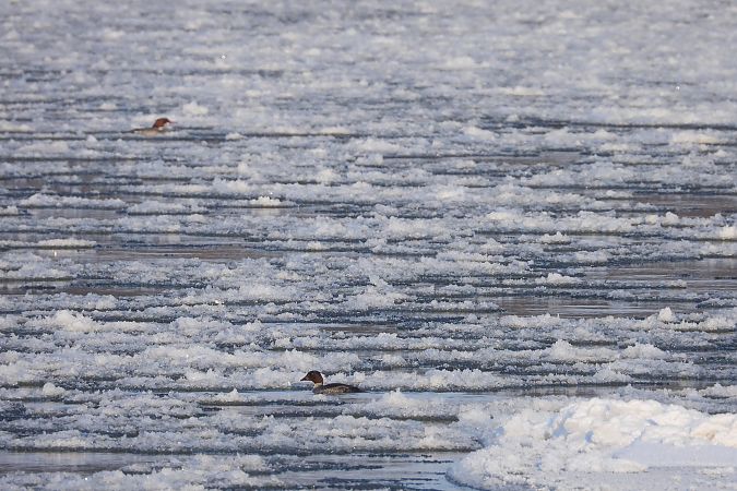 gągoł  - Justyna Krawczyk