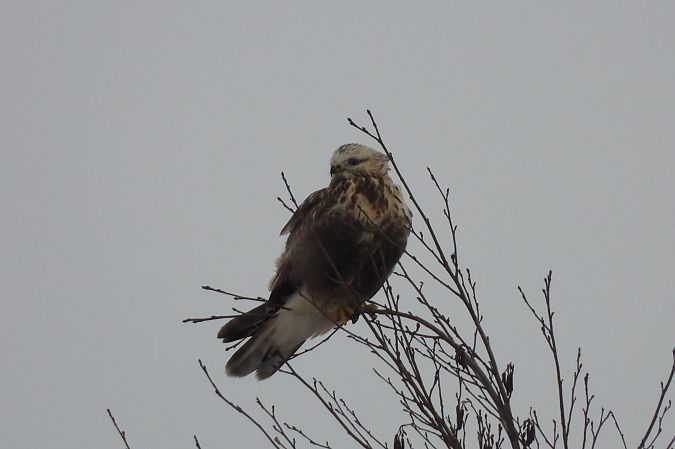 Raufussbussard  - Justyna Krawczyk